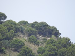 Pinus pinea