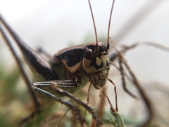 Eupholidoptera smyrnensis