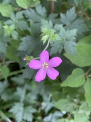 Geranium
