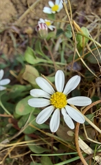 Bellium bellidioides