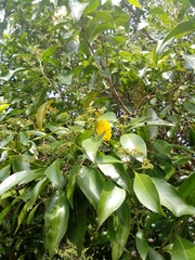 Magnoliopsida