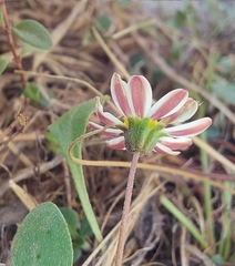 Bellium bellidioides