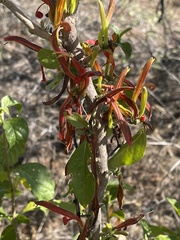 Anisotes rogersii