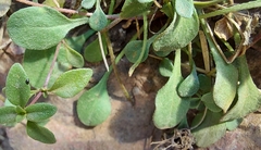 Bellium bellidioides