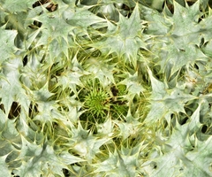 Onopordum acaulon