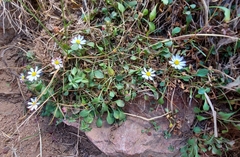 Bellium bellidioides