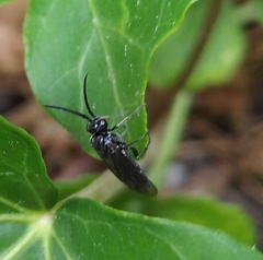 Empria
