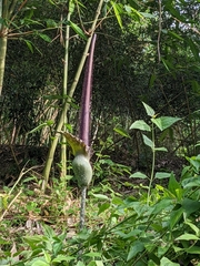 Amorphophallus hirtus