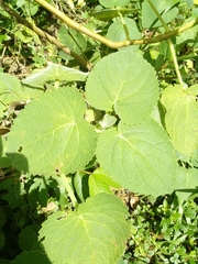 Magnoliopsida