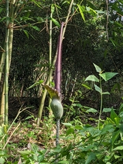 Amorphophallus hirtus