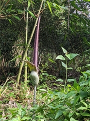 Amorphophallus hirtus