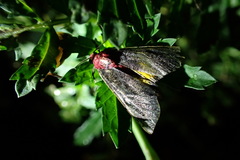 Toccolosida rubriceps