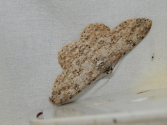 Ascotis reciprocaria