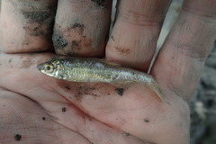 Hemiculter leucisculus