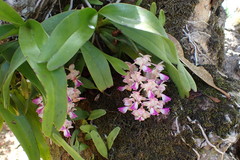 Aerides falcata