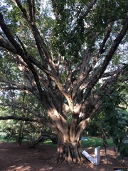 Ficus sansibarica