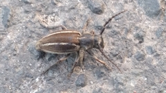 Neodorcadion bilineatum
