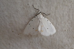 Brihaspa atrostigmella