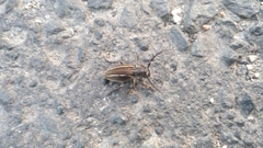 Neodorcadion bilineatum