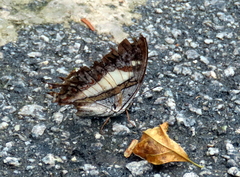 Polyura schreiber tisamenus