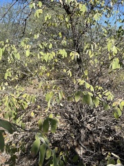 Grewia subspathulata