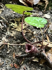 Hexastylis virginica
