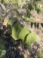 Grewia subspathulata