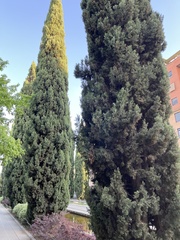 Cupressus sempervirens