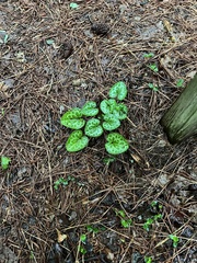 Hexastylis virginica