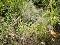 Pseudodictamnus hirsutus