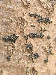 Ascodichaena