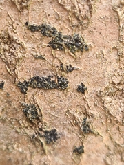 Ascodichaena