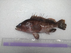 Epinephelus bleekeri