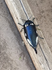 Sternocera orissa orissa