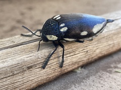 Sternocera orissa orissa