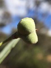 Alectryon oleifolius canescens