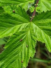 Dasineura ulmaria