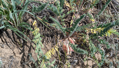 Astragalus buchtormensis