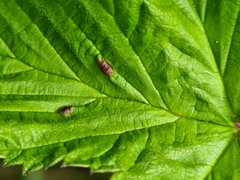 Dasineura ulmaria