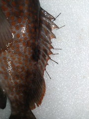 Epinephelus bleekeri