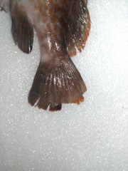Epinephelus bleekeri