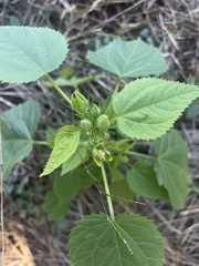 Hibiscus rhabdotospermus