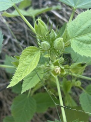 Hibiscus rhabdotospermus