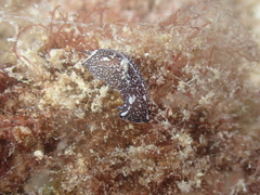 Chelidonura