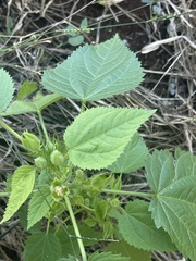 Hibiscus rhabdotospermus