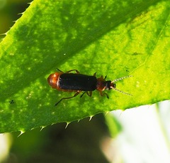 Cantharis flavilabris