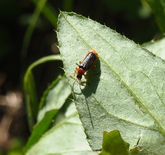 Cantharis flavilabris