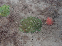 Australophyllia wilsoni