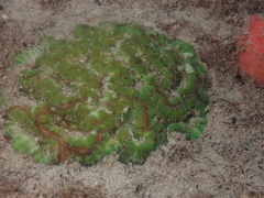 Australophyllia wilsoni