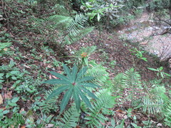 Paris polyphylla stenophylla